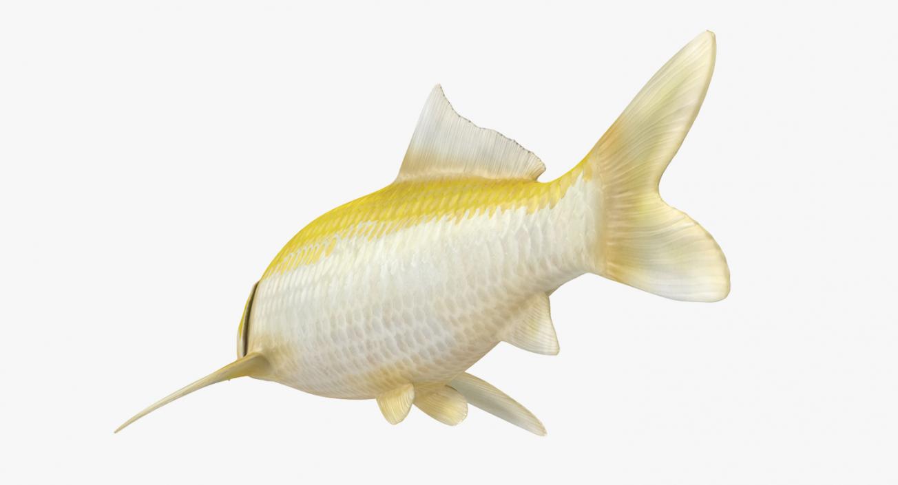 3D model Yellow Koi Ogon Fish