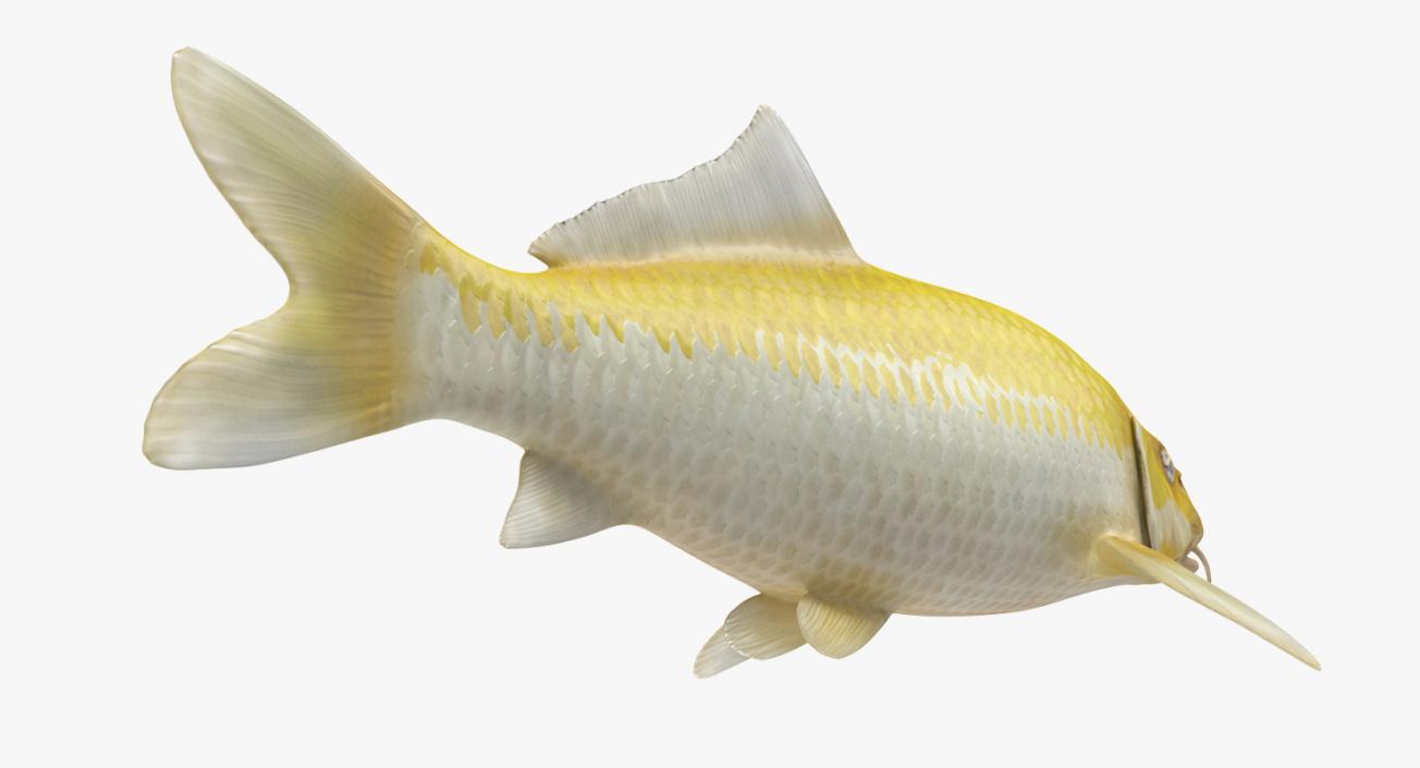 3D model Yellow Koi Ogon Fish