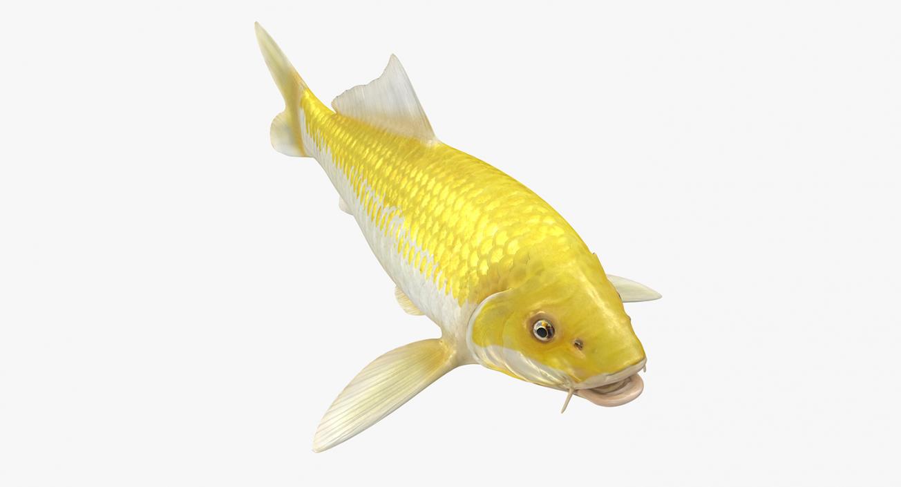 3D model Yellow Koi Ogon Fish