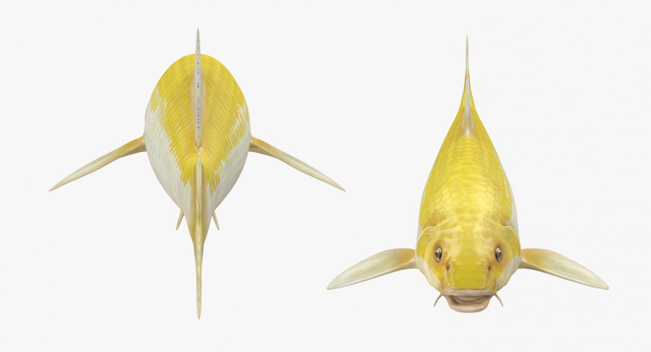 3D model Yellow Koi Ogon Fish