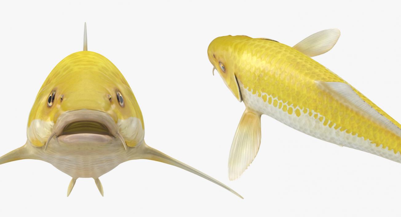 3D model Yellow Koi Ogon Fish