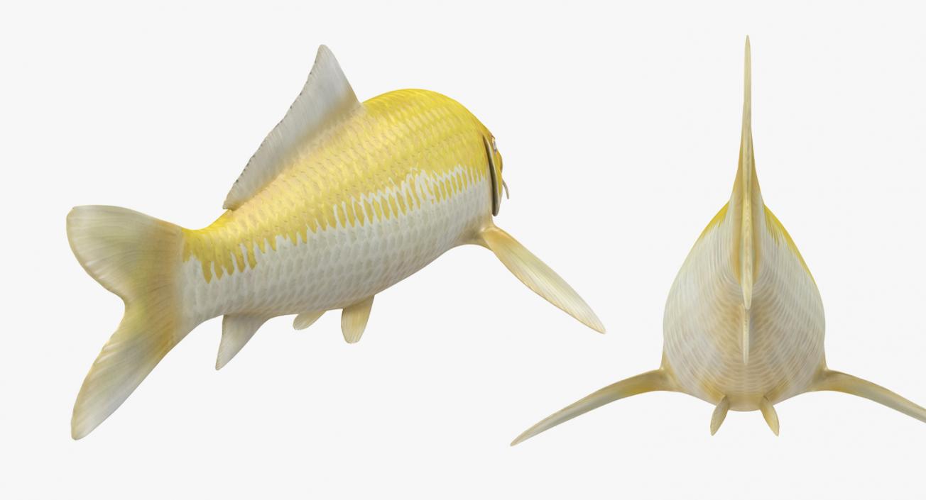 3D model Yellow Koi Ogon Fish