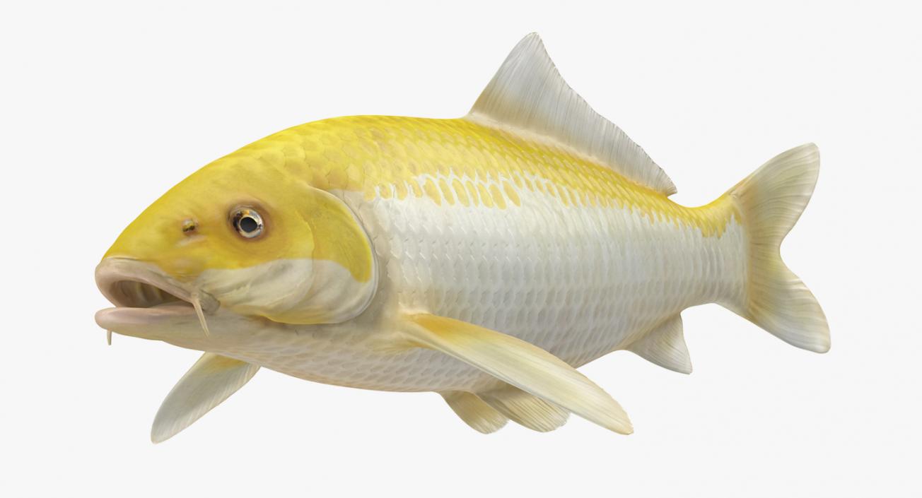 3D model Yellow Koi Ogon Fish