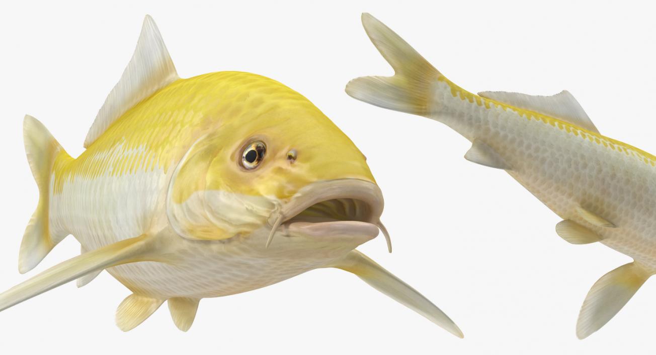 3D model Yellow Koi Ogon Fish