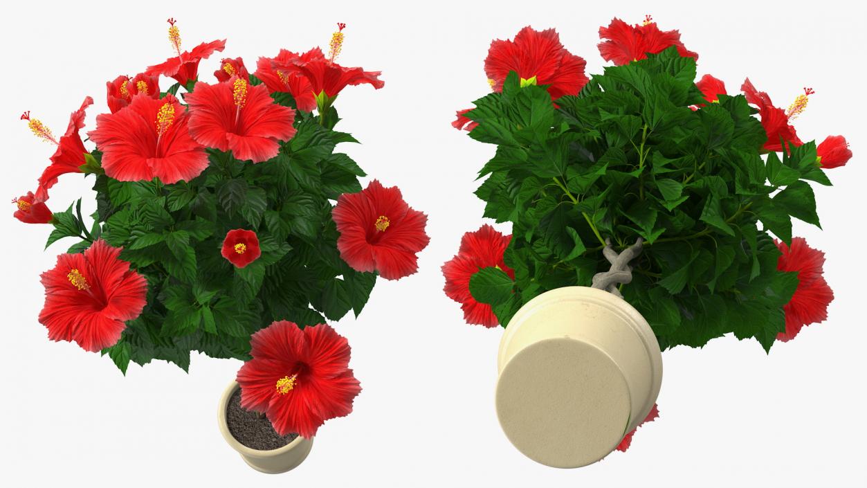 3D Braided Hibiscus Plant Red