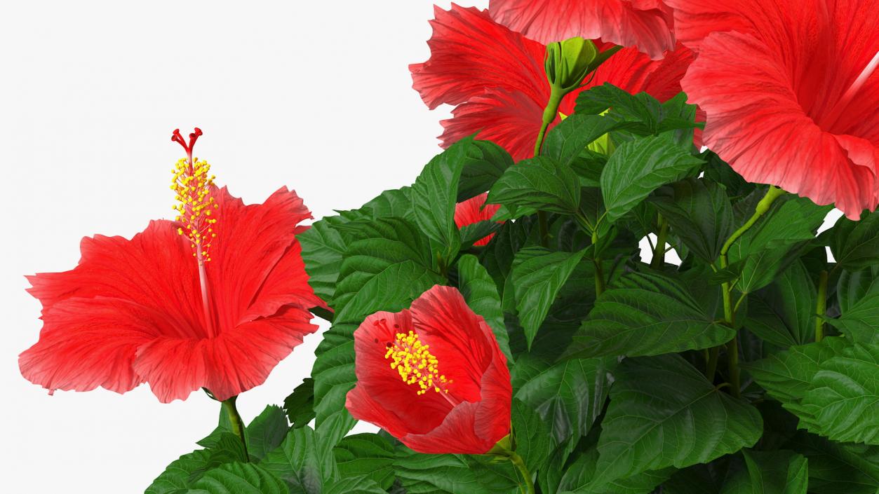 3D Braided Hibiscus Plant Red