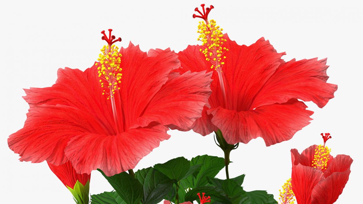 3D Braided Hibiscus Plant Red