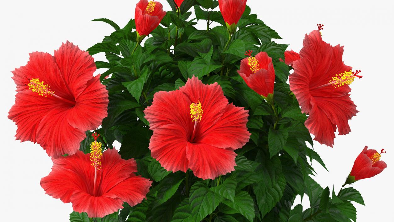 3D Braided Hibiscus Plant Red