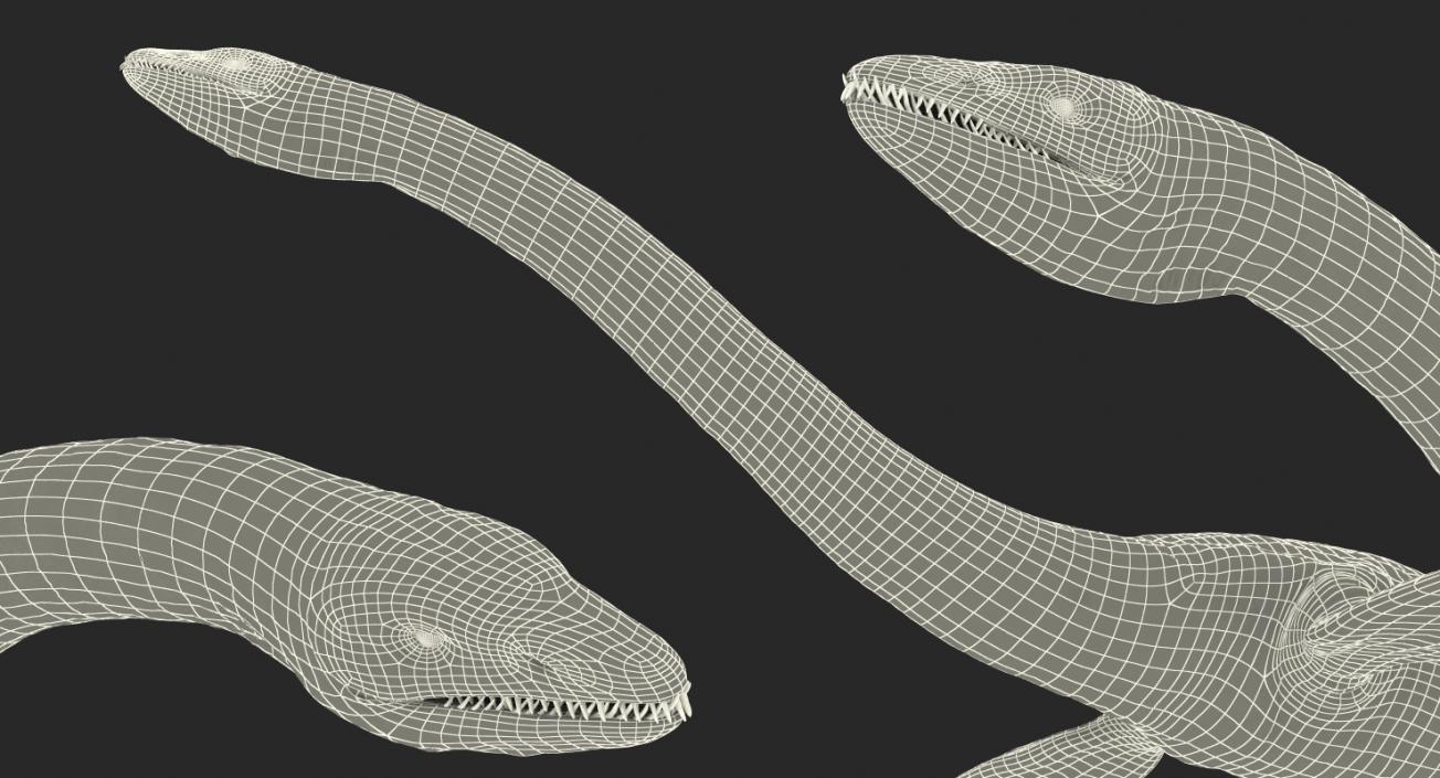 3D Plesiosauria Marine Reptile Dinosaur Rigged model