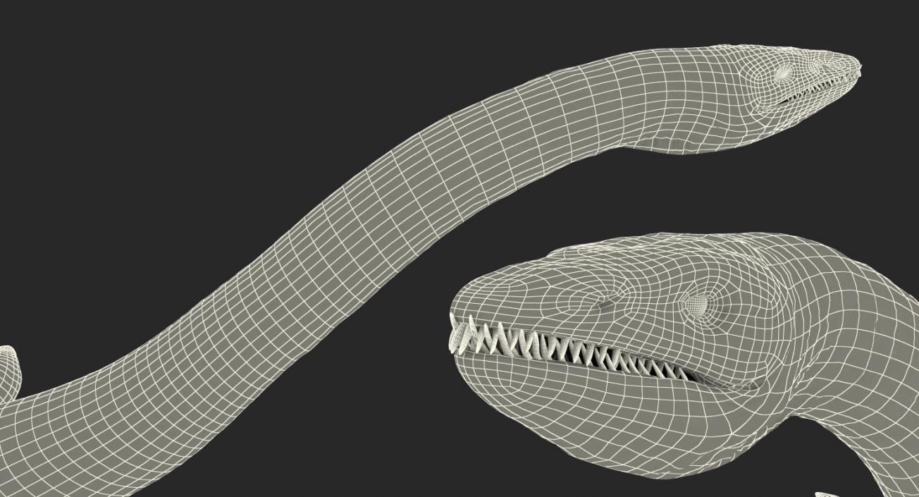 3D Plesiosauria Marine Reptile Dinosaur Rigged model