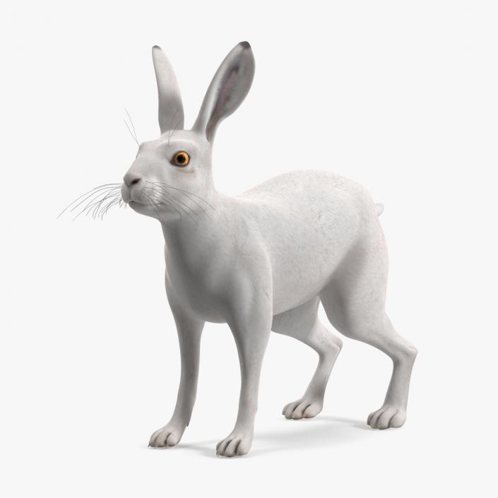 3D Winter Jackrabbit Rigged for Cinema 4D model