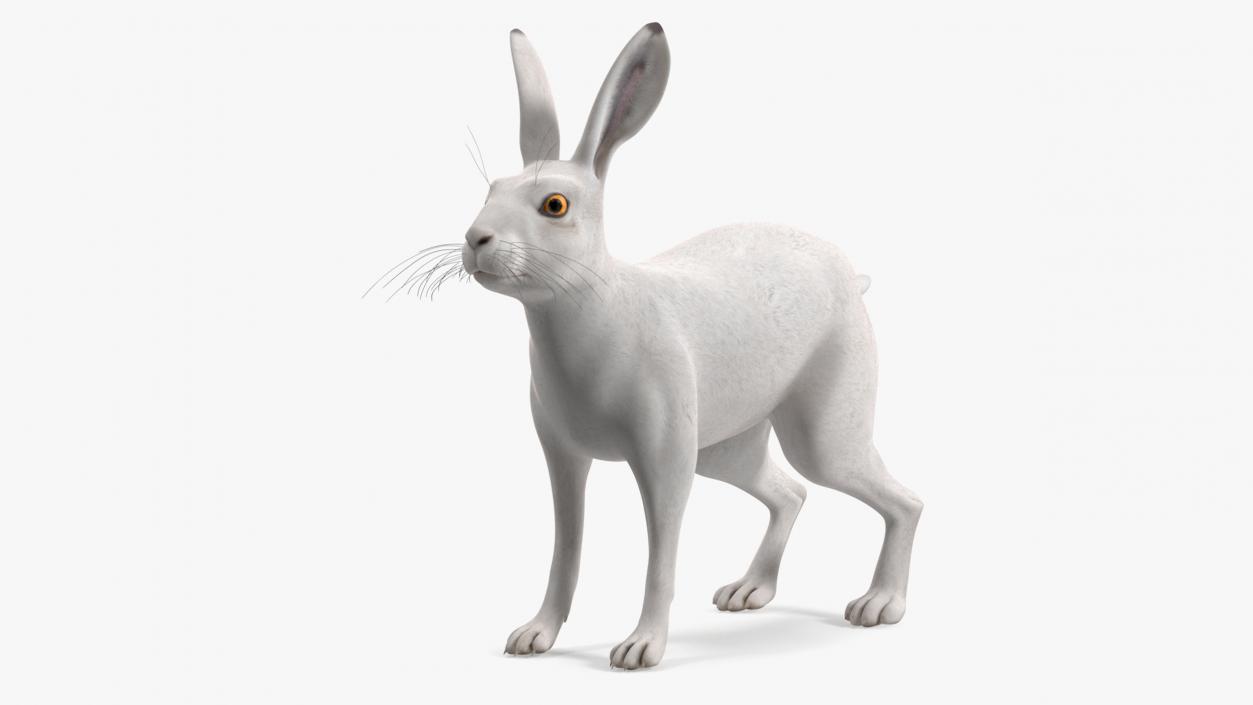 3D Winter Jackrabbit Rigged for Cinema 4D model