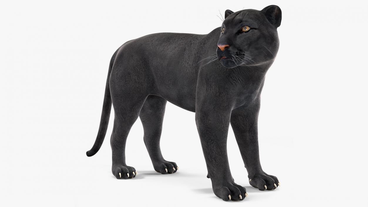 3D Black Panther Stand Pose 2