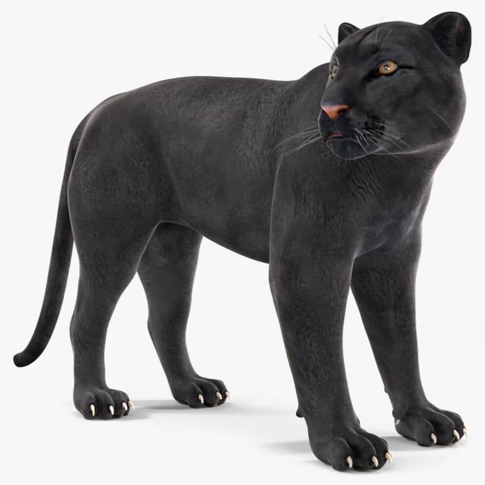 3D Black Panther Stand Pose 2