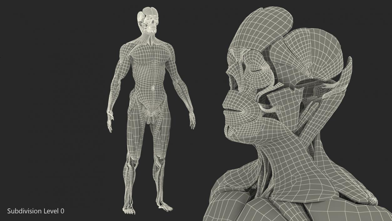 3D model Male Muscular System Full Body