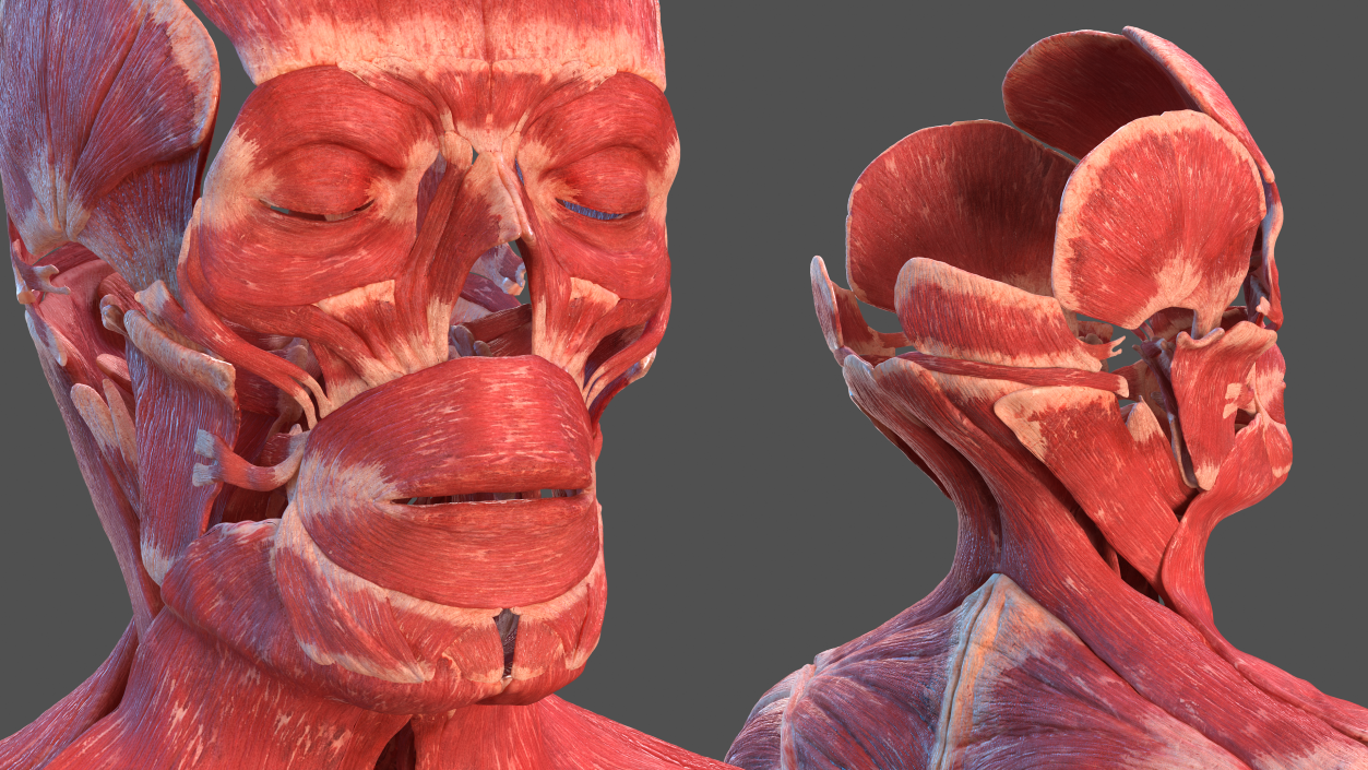 3D model Male Muscular System Full Body