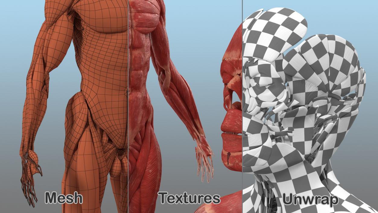 3D model Male Muscular System Full Body