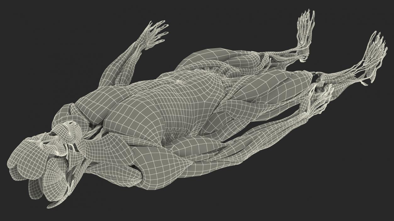 3D model Male Muscular System Full Body