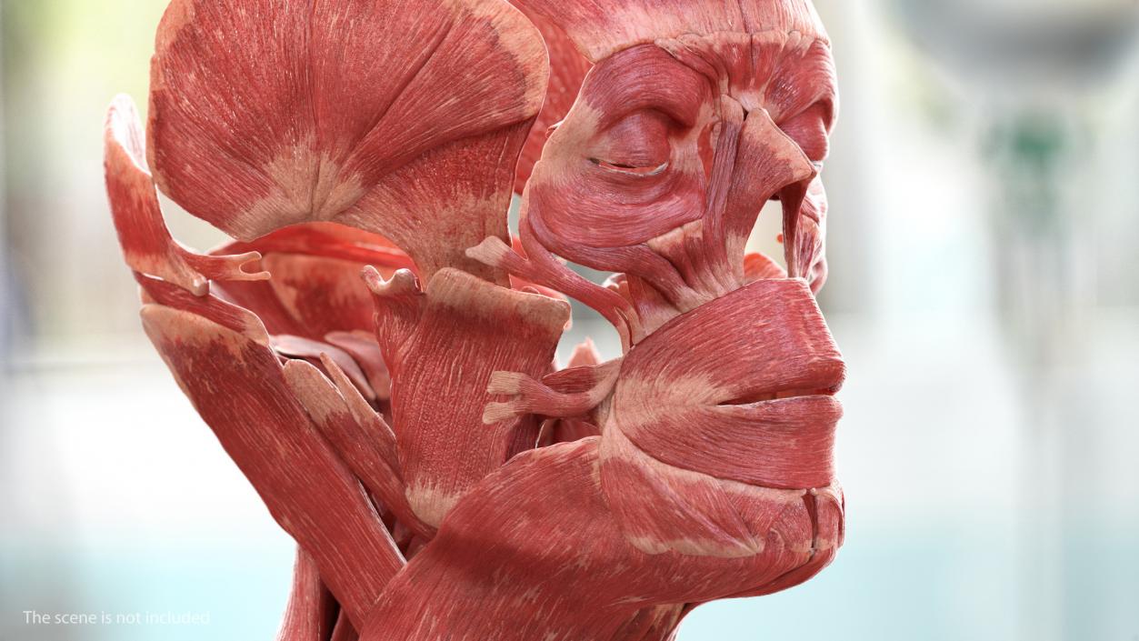 3D model Male Muscular System Full Body