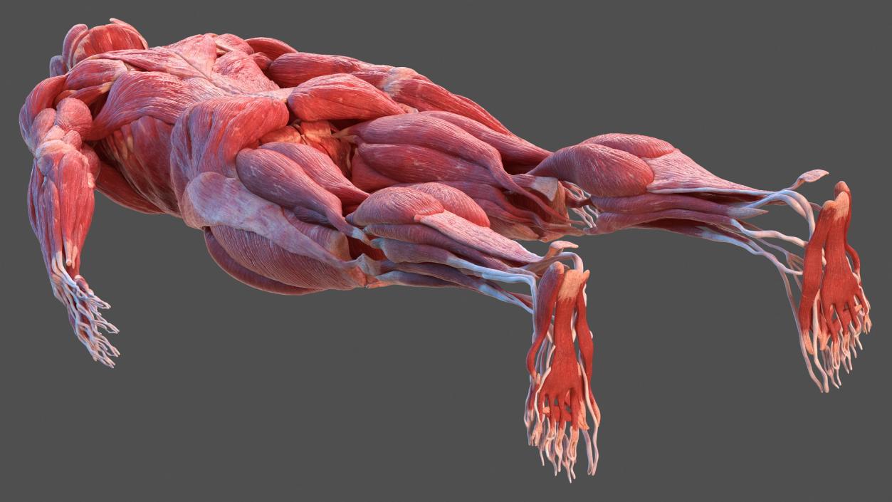 3D model Male Muscular System Full Body