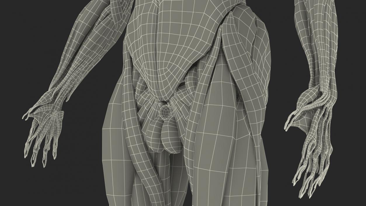 3D model Male Muscular System Full Body