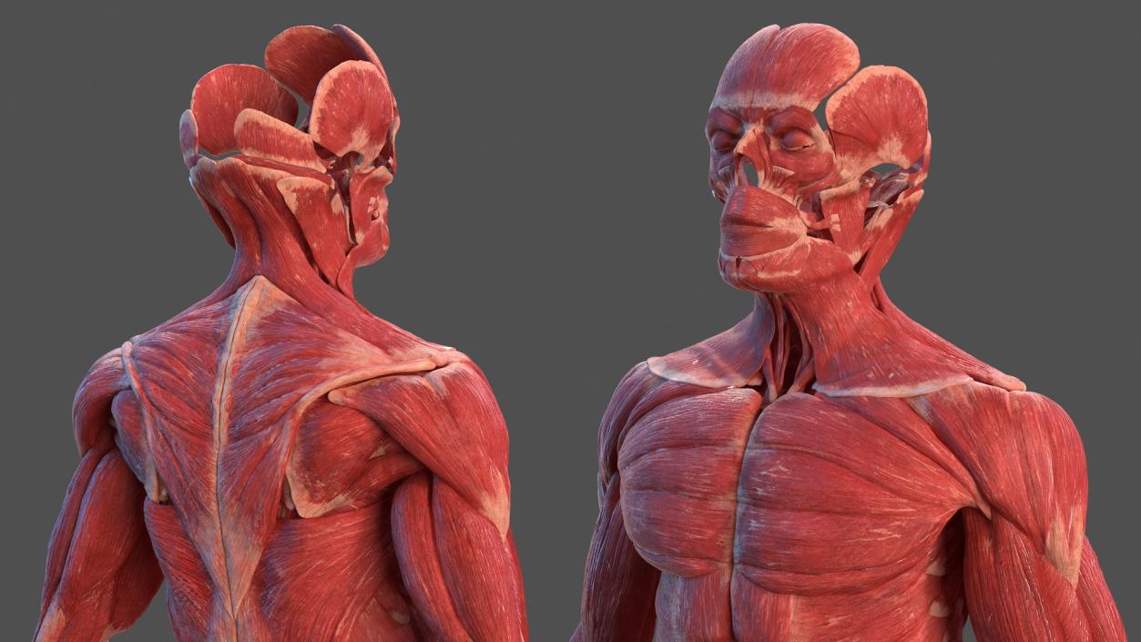 3D model Male Muscular System Full Body