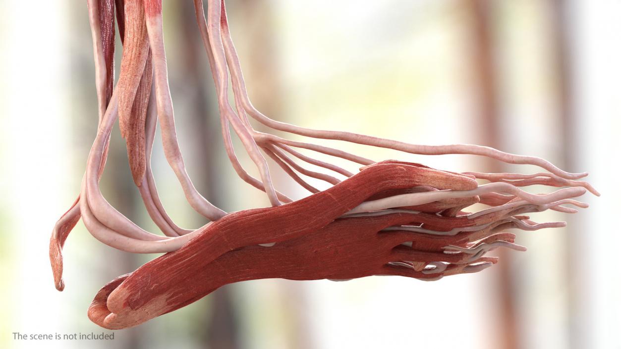 3D model Male Muscular System Full Body