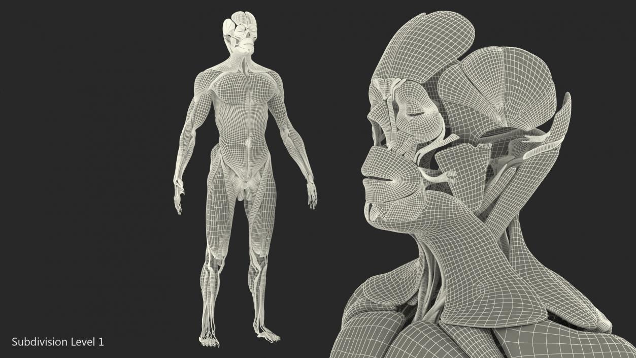 3D model Male Muscular System Full Body