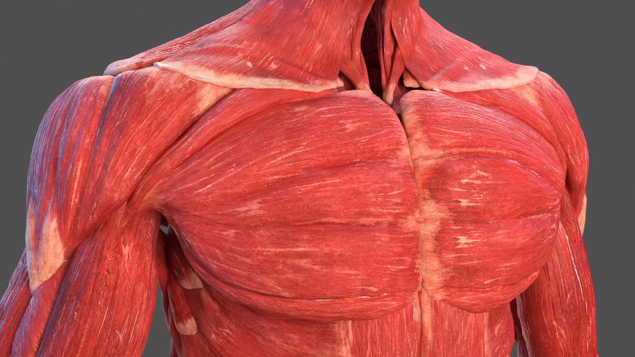 3D model Male Muscular System Full Body