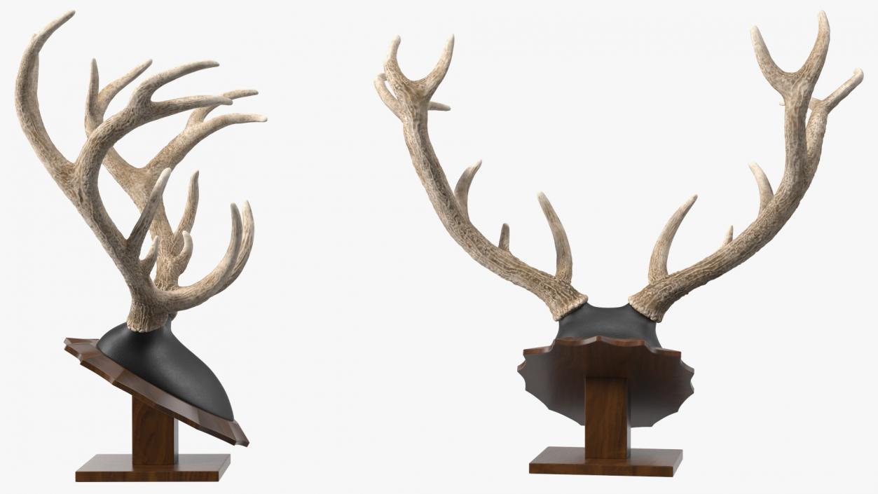 3D model Red Deer Stag Antlers on a Pedestal