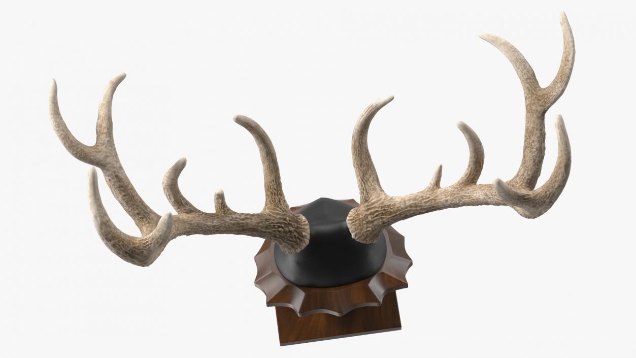 3D model Red Deer Stag Antlers on a Pedestal