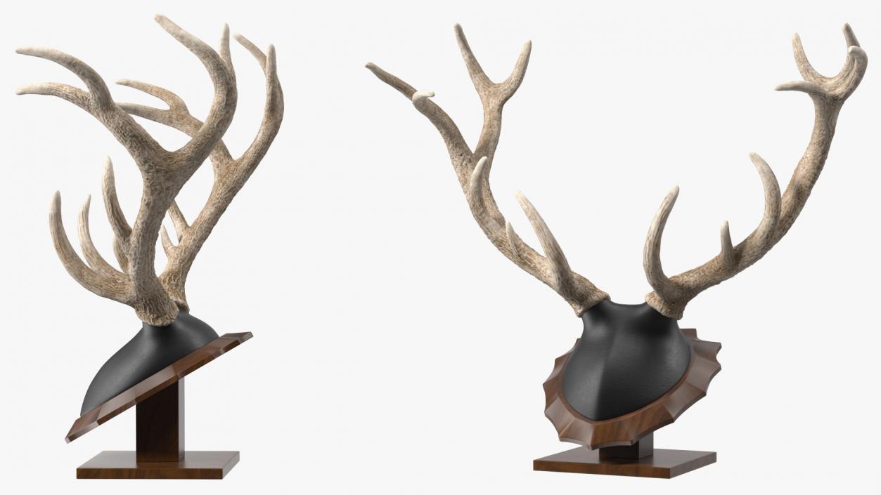 3D model Red Deer Stag Antlers on a Pedestal