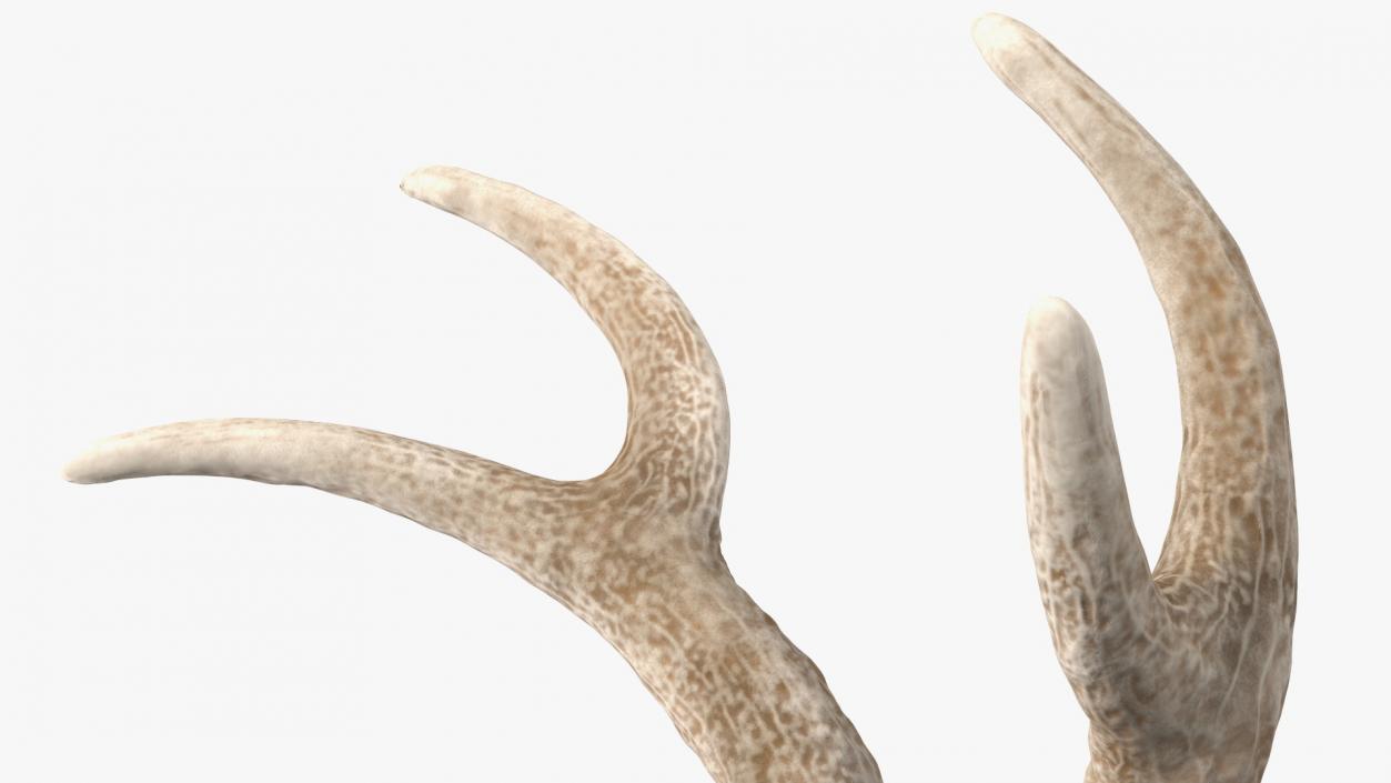 3D model Red Deer Stag Antlers on a Pedestal