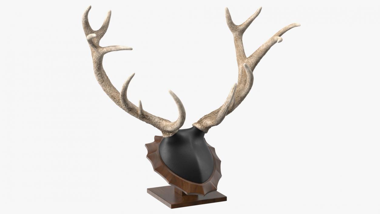 3D model Red Deer Stag Antlers on a Pedestal