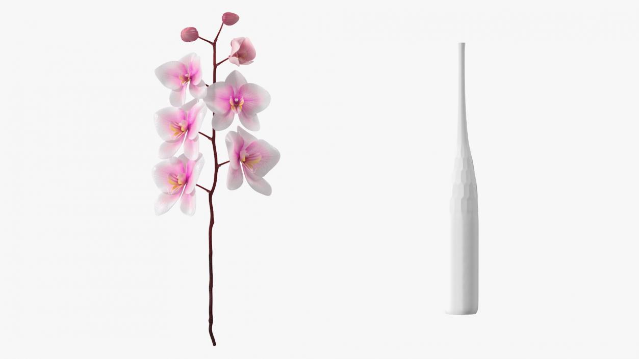 Tall Vase with Small Orchid Stem 3D