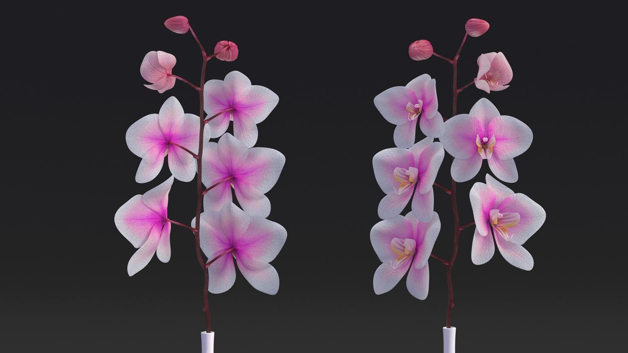 Tall Vase with Small Orchid Stem 3D