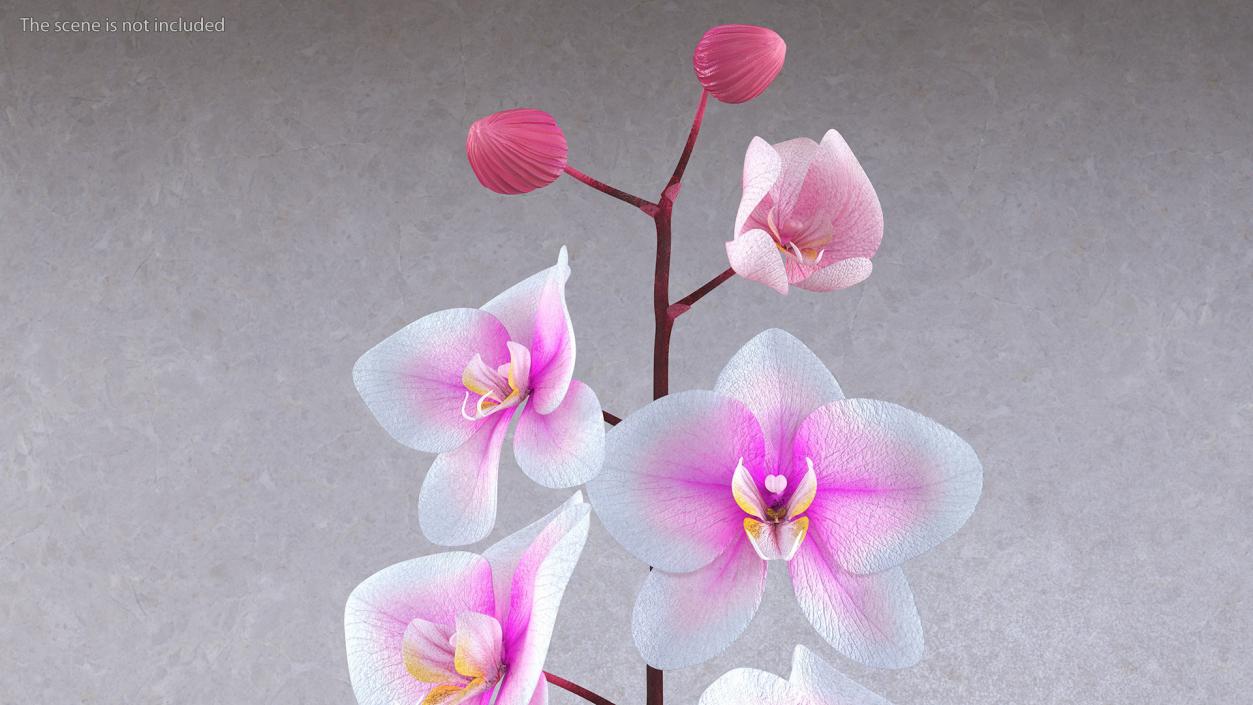 Tall Vase with Small Orchid Stem 3D