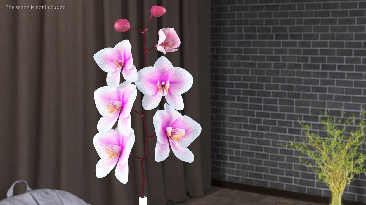 Tall Vase with Small Orchid Stem 3D