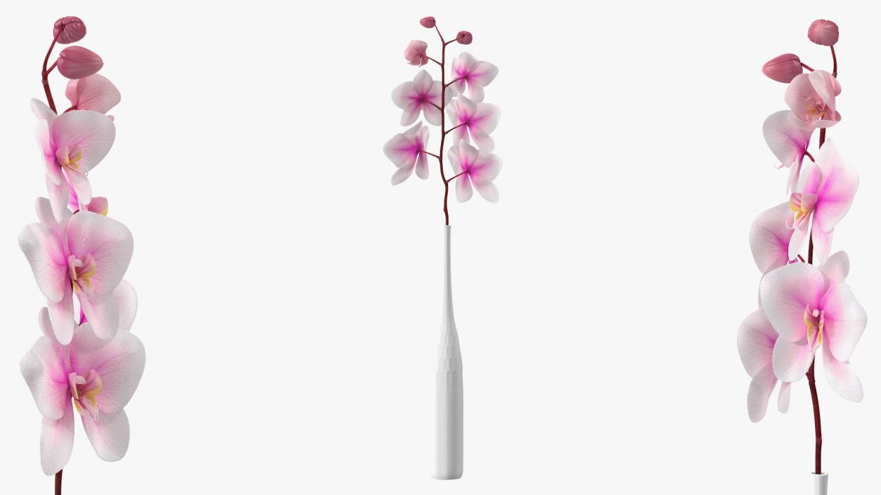 Tall Vase with Small Orchid Stem 3D