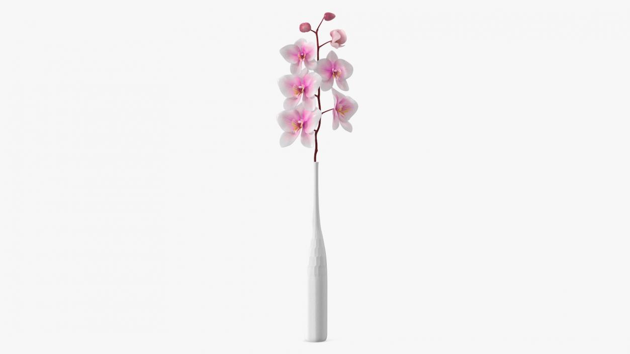 Tall Vase with Small Orchid Stem 3D