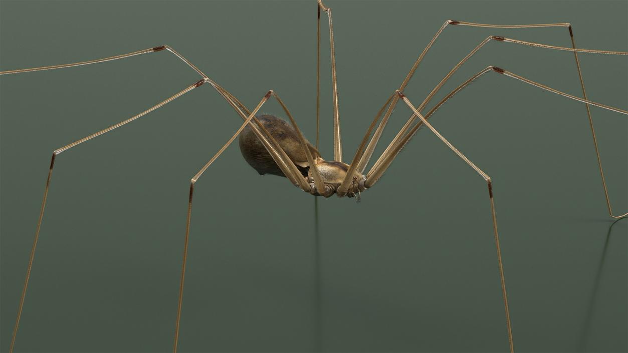 3D model Daddy Long-legs Spider Fur Rigged 2