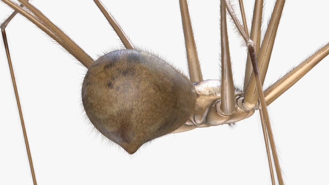 3D model Daddy Long-legs Spider Fur Rigged 2