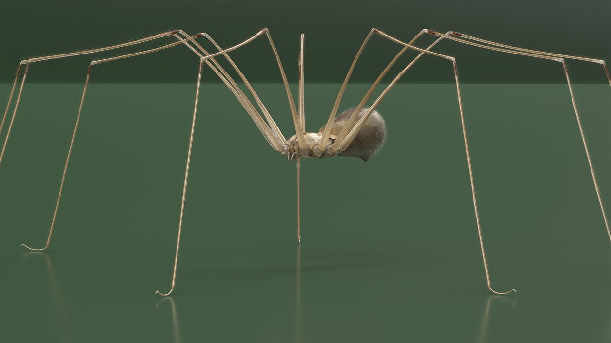 3D model Daddy Long-legs Spider Fur Rigged 2