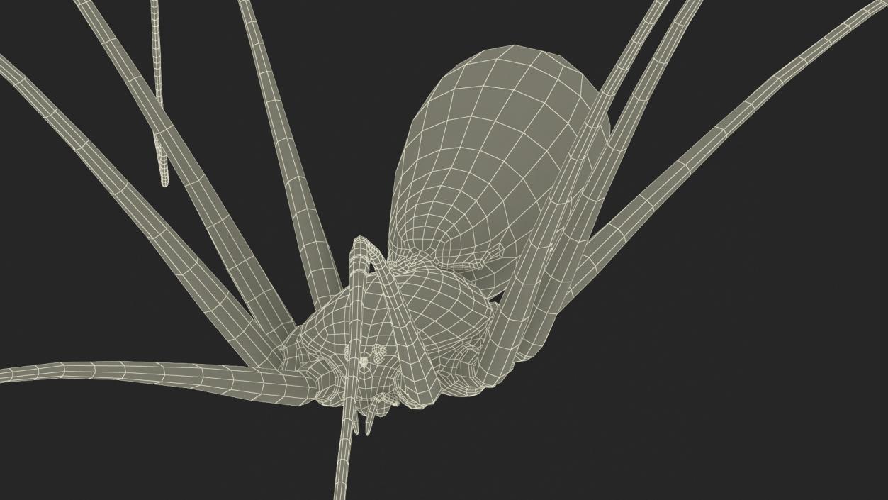 3D model Daddy Long-legs Spider Fur Rigged 2