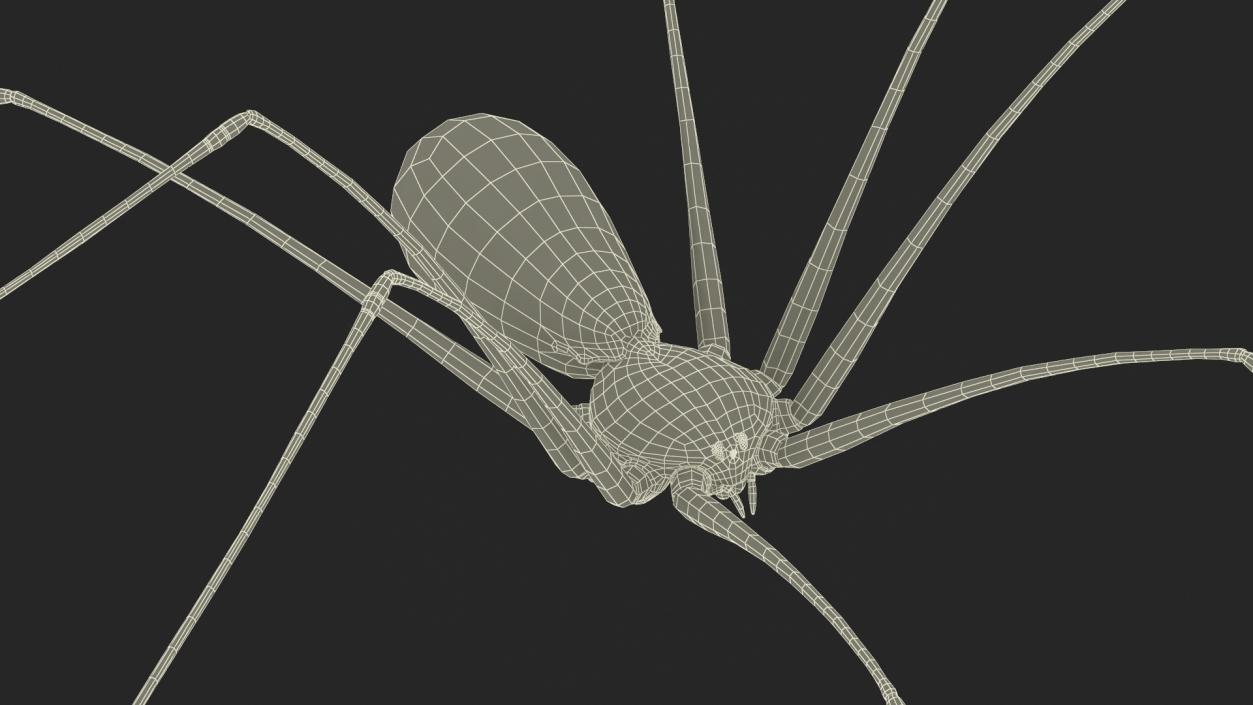 3D model Daddy Long-legs Spider Fur Rigged 2