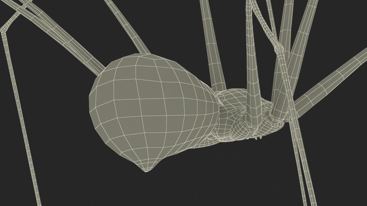 3D model Daddy Long-legs Spider Fur Rigged 2