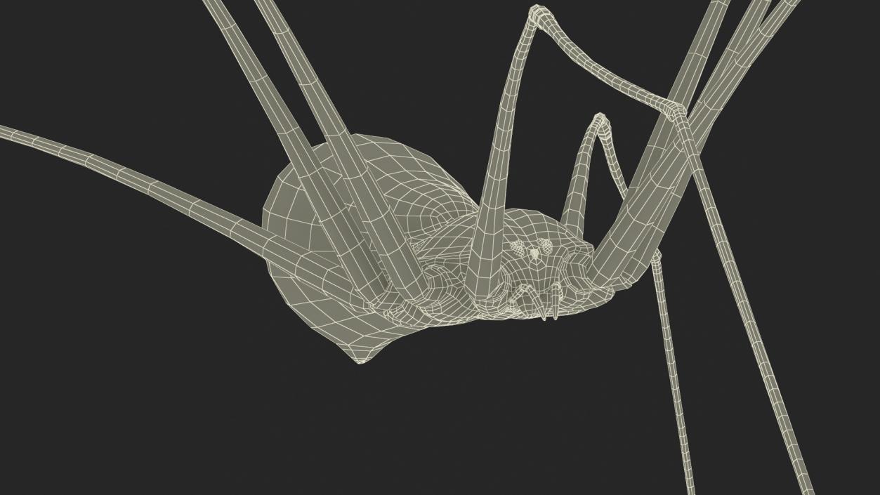 3D model Daddy Long-legs Spider Fur Rigged 2