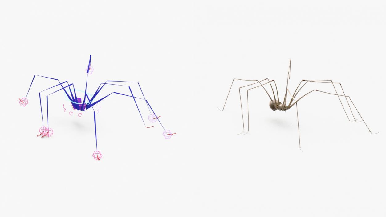 3D model Daddy Long-legs Spider Fur Rigged 2