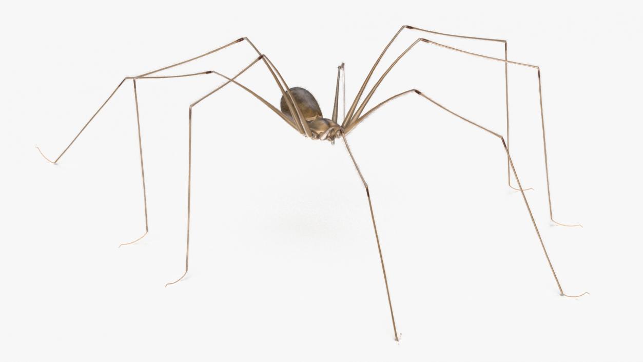 3D model Daddy Long-legs Spider Fur Rigged 2