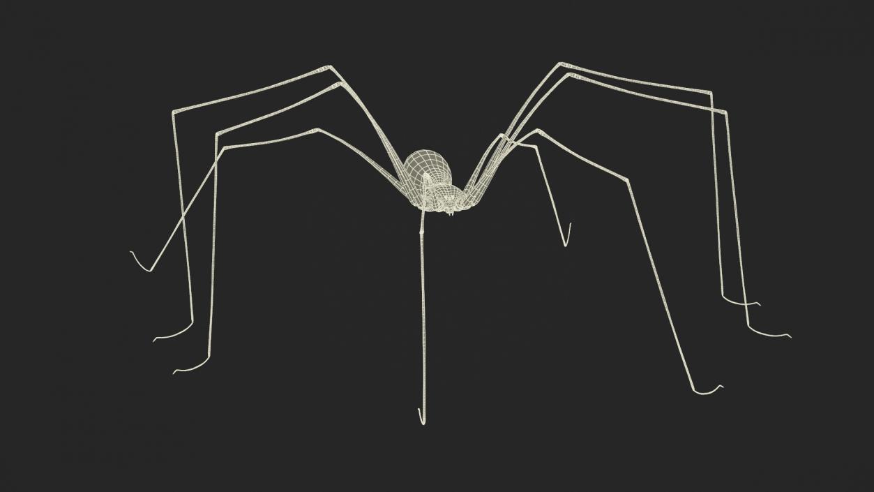 3D model Daddy Long-legs Spider Fur Rigged 2